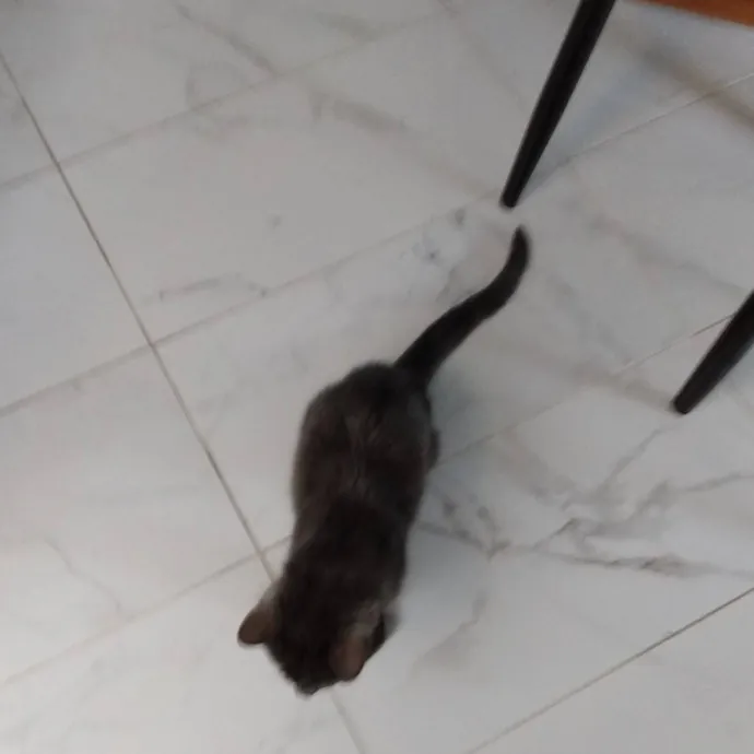 Sitter Friend And Caregiver For Cats