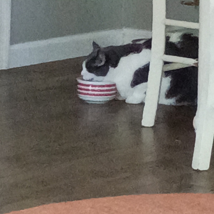 Professional Kitty Cat Lover photo 2