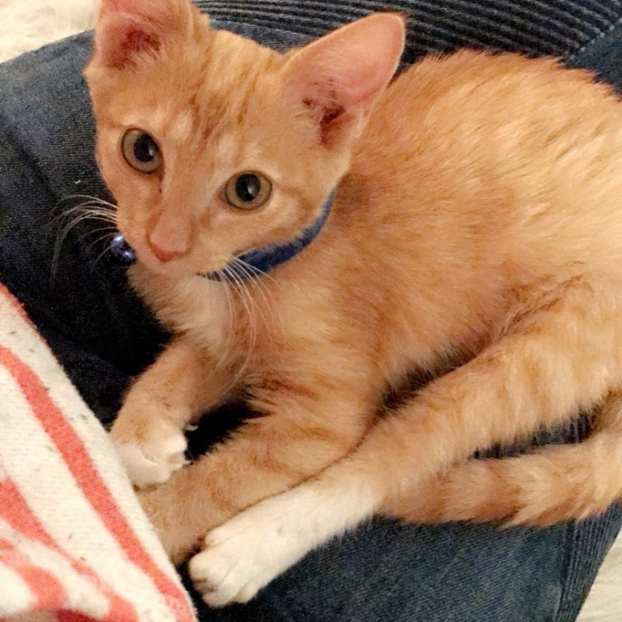 Pawsitive Vibes Only