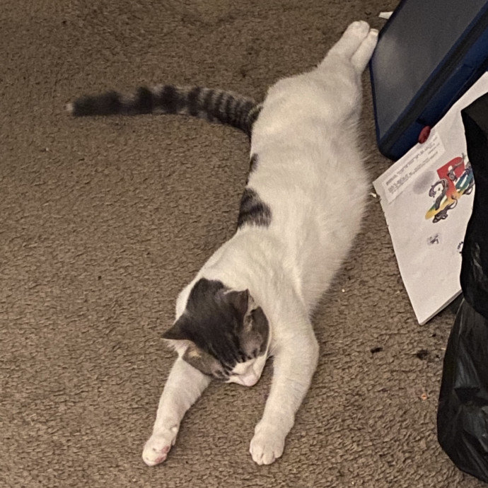 Pawsitive Vibes Only