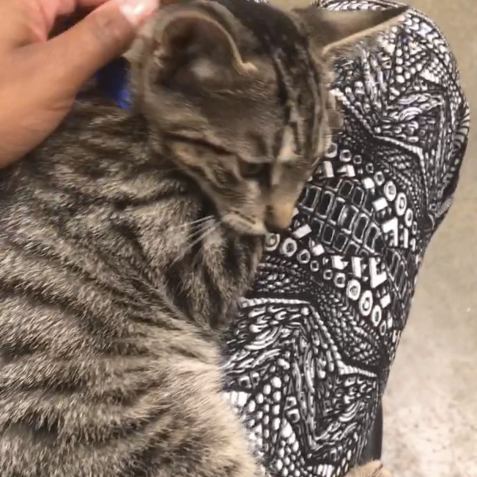 Pawsitive Vibes Only photo 2
