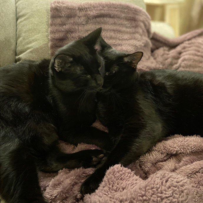 Alyssa's Awesome Cat Sitting photo 3