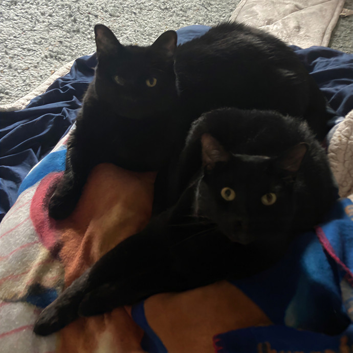 Alyssa's Awesome Cat Sitting photo 2