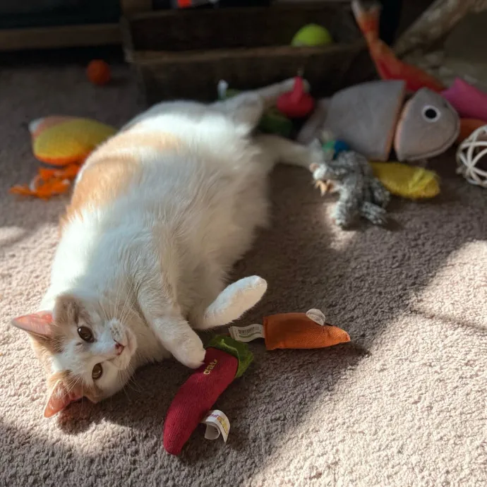 Nicole's Kitties Of All Ages Cat Care