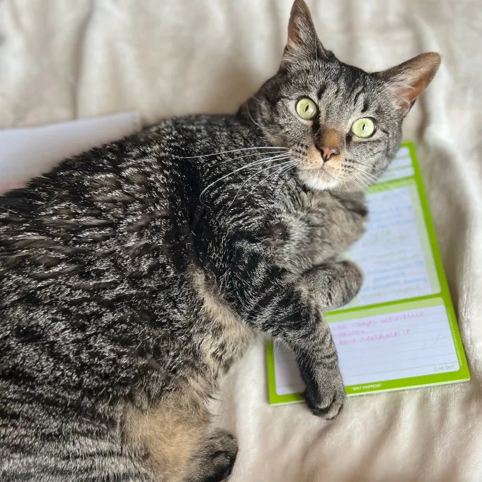 Nicole's Kitties Of All Ages Cat Care