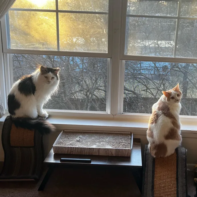 Nicole's Kitties Of All Ages Cat Care