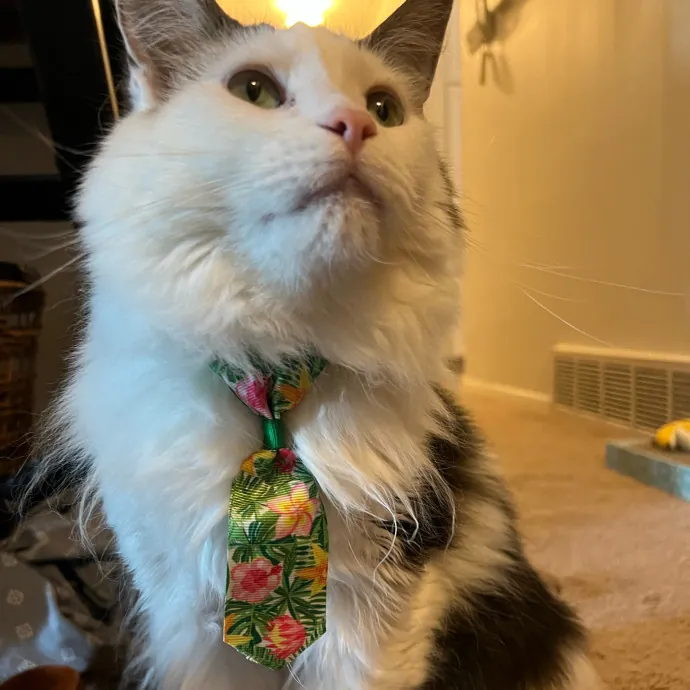 Nicole's Kitties Of All Ages Cat Care