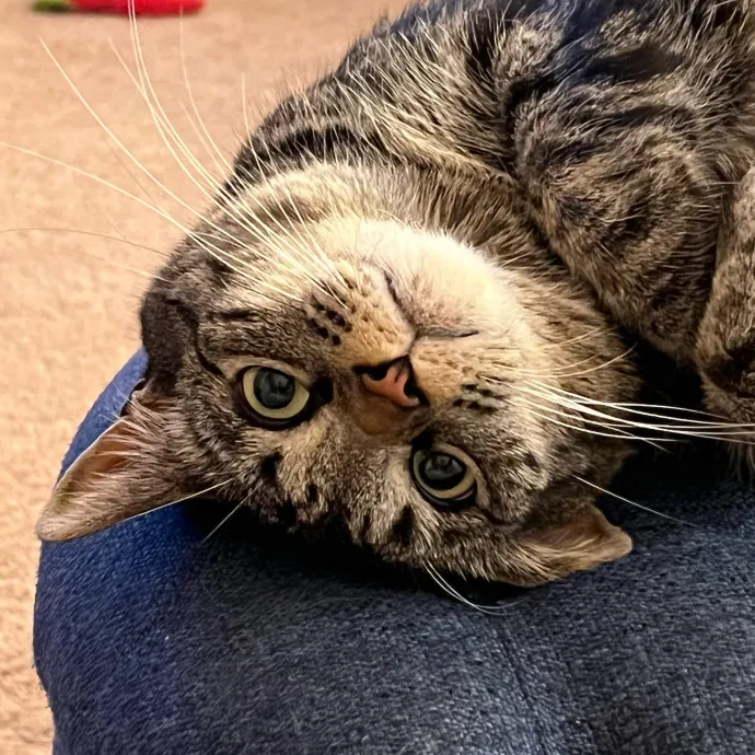 Nicole's Kitties Of All Ages Cat Care