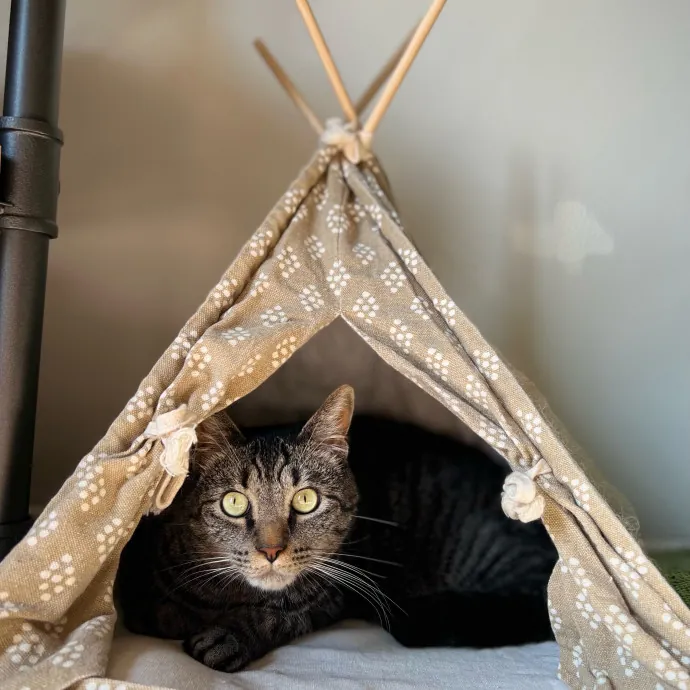 Nicole's Kitties Of All Ages Cat Care