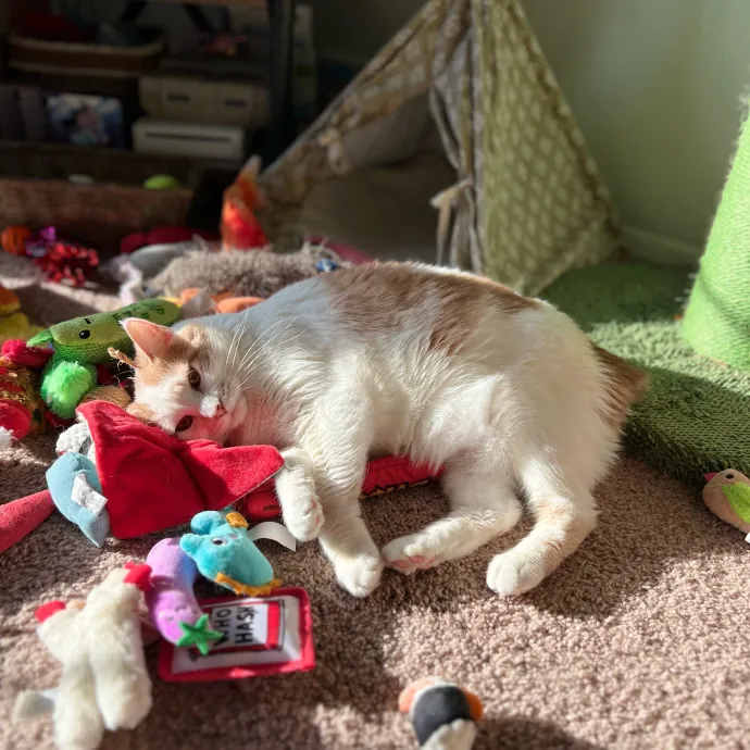 Nicole's Kitties Of All Ages Cat Care