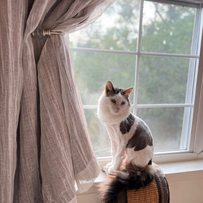 Nicole's Kitties Of All Ages Cat Care