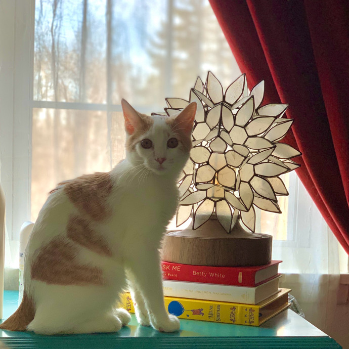 Nicole's Kitties Of All Ages Cat Care