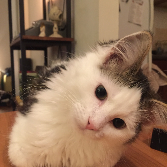 Nicole's Kitties Of All Ages Cat Care