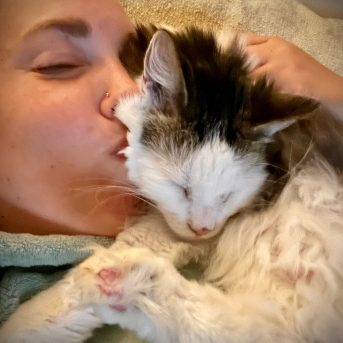 Nicole's Kitties Of All Ages Cat Care photo 2