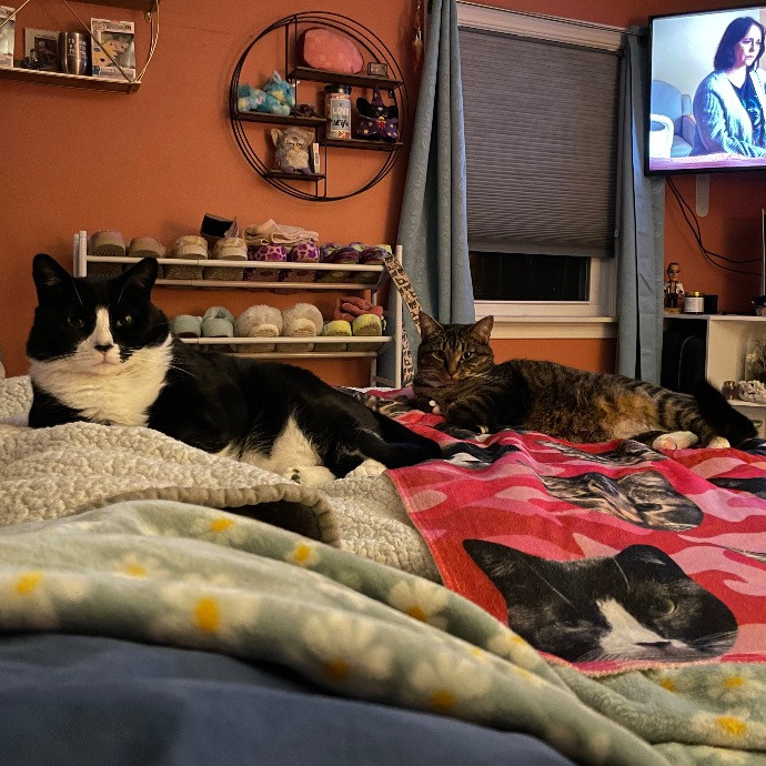 Katie's Cozy Cat Sitting