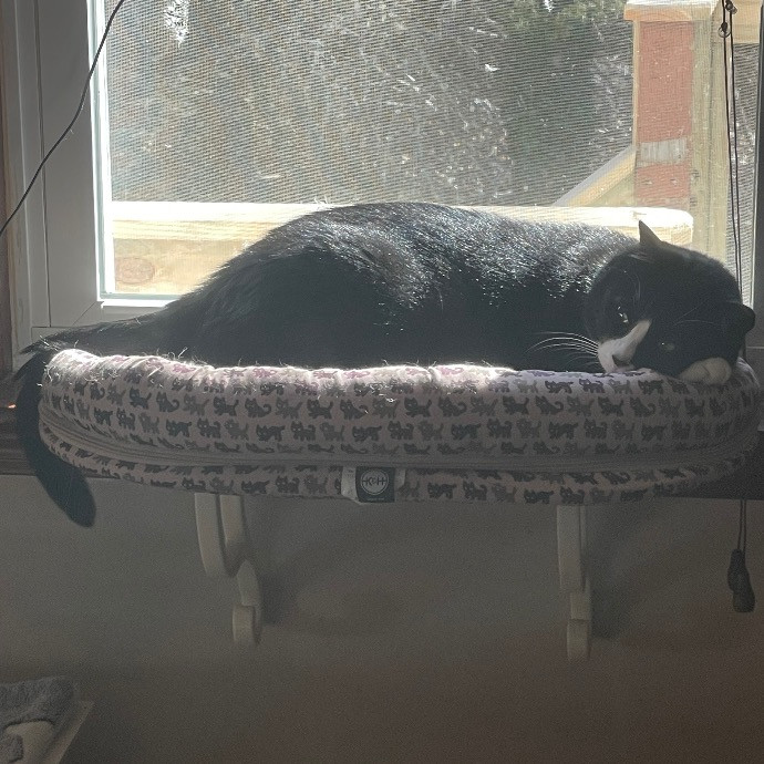 Katie's Cozy Cat Sitting