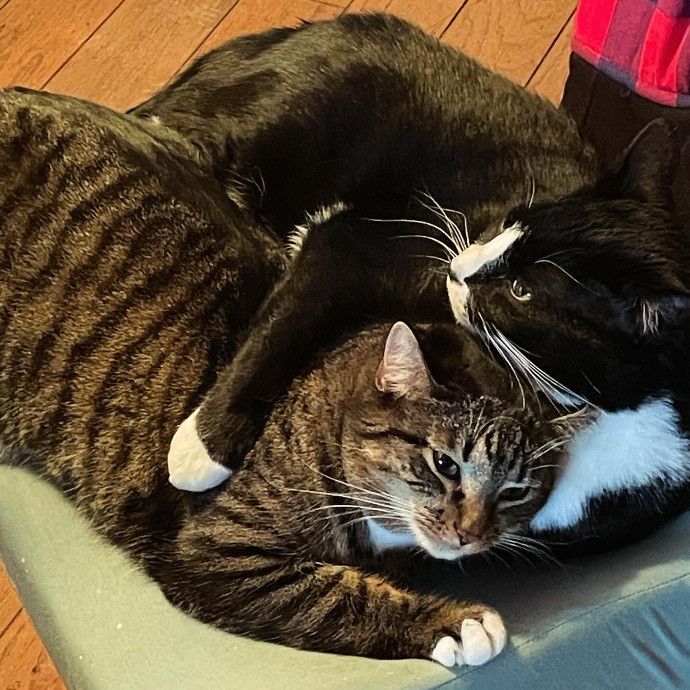 Katie's Cozy Cat Sitting