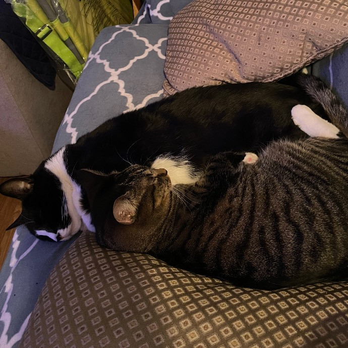 Katie's Cozy Cat Sitting