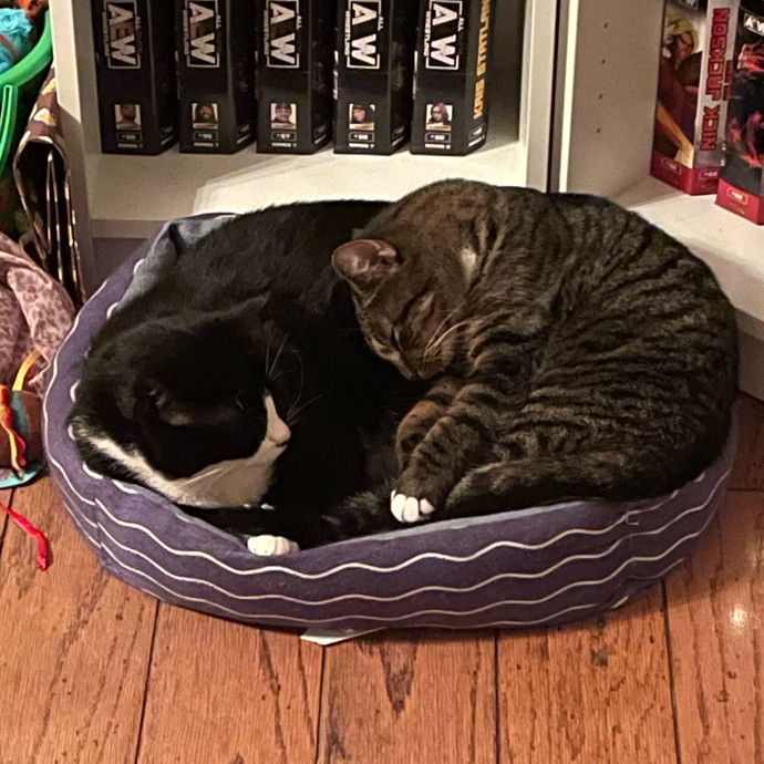 Katie's Cozy Cat Sitting photo 3