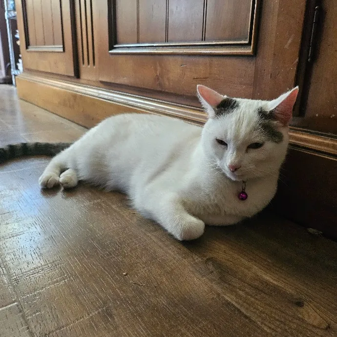 Victoria's Exquisite Cat Care