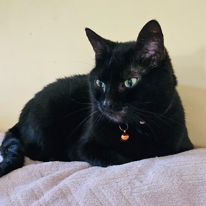 Victoria's Exquisite Cat Care