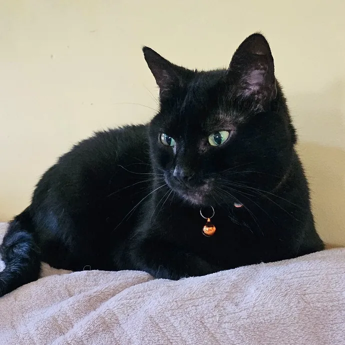 Victoria's Exquisite Cat Care