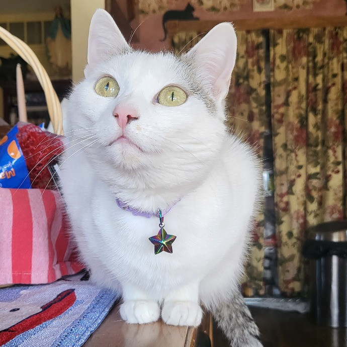 Victoria's Exquisite Cat Care