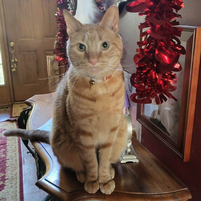 Victoria's Exquisite Cat Care