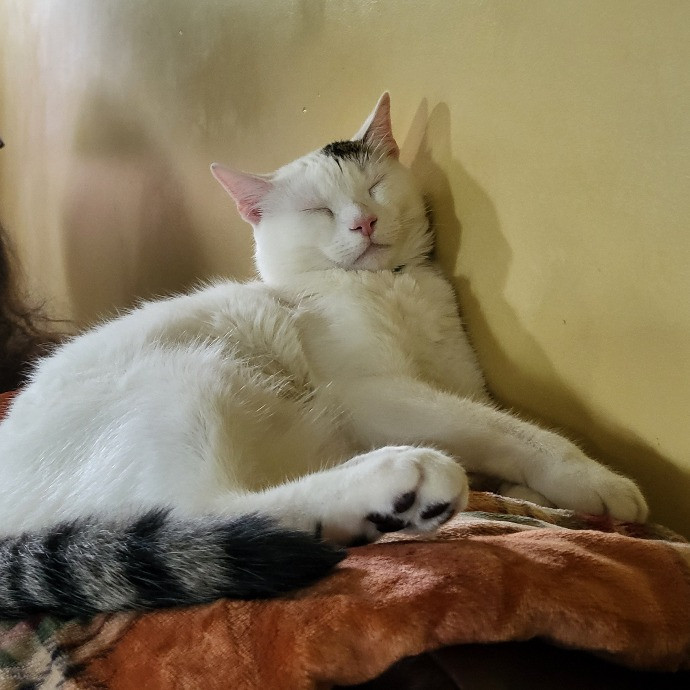 Victoria's Exquisite Cat Care