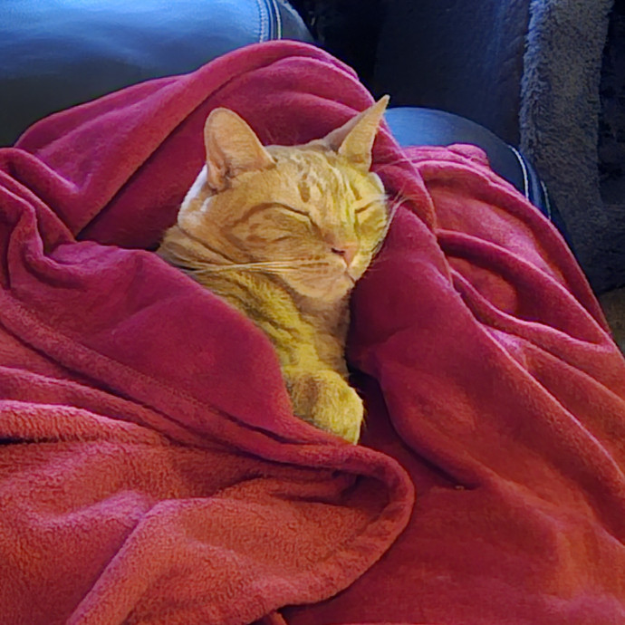 Victoria's Exquisite Cat Care photo 3