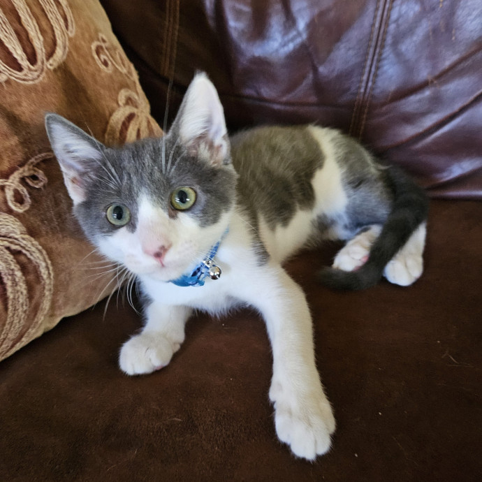 Victoria's Exquisite Cat Care photo 2