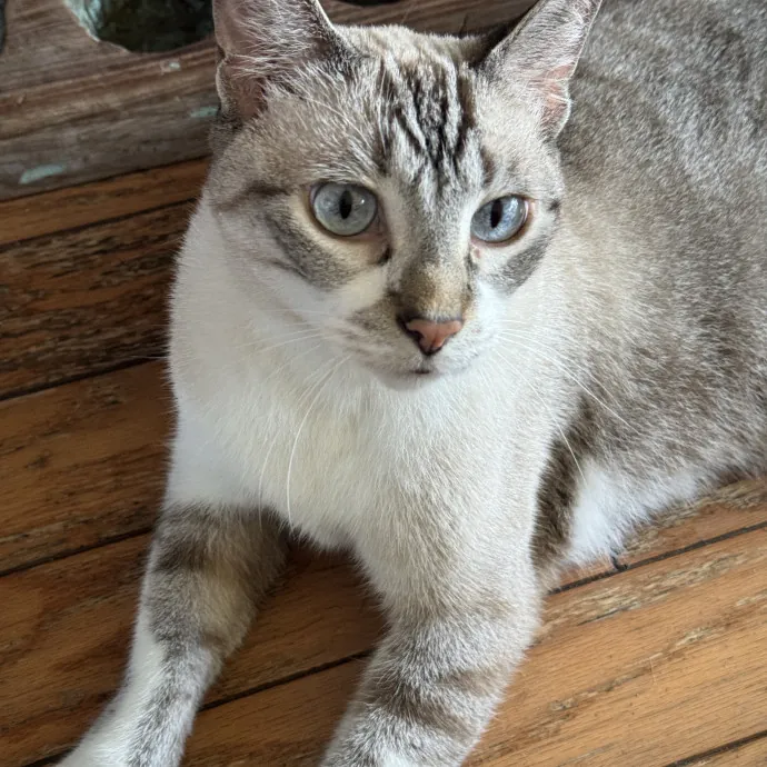 Gentle Attentive Cat Care