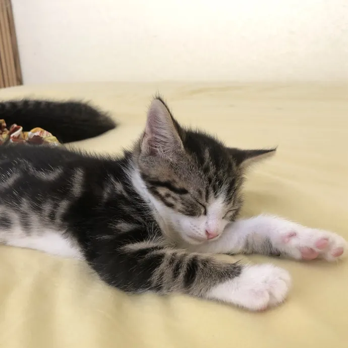 Gentle Attentive Cat Care
