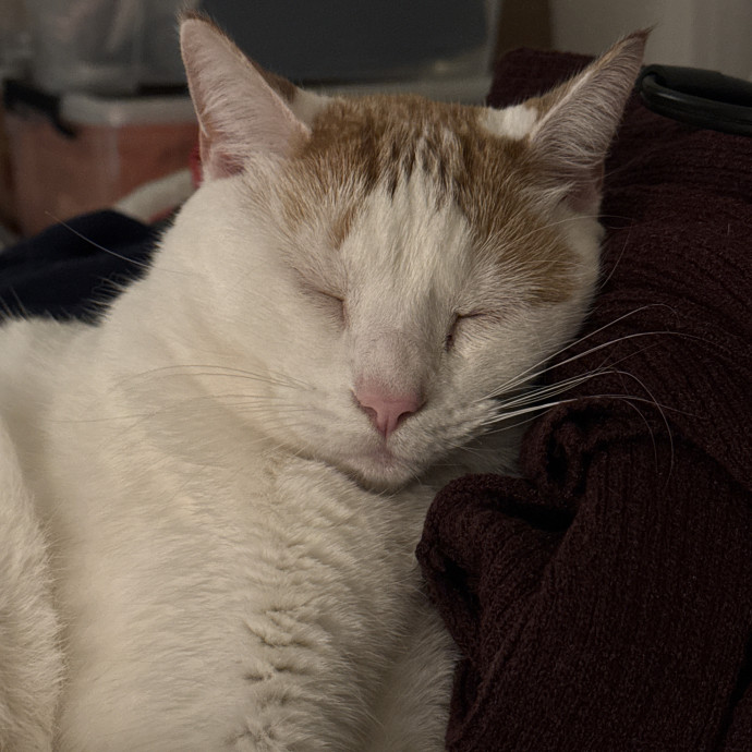 Gentle Attentive Cat Care