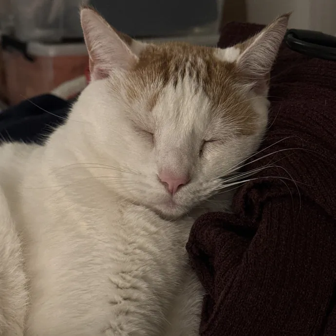 Gentle Attentive Cat Care