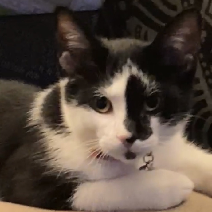 Gentle Attentive Cat Care