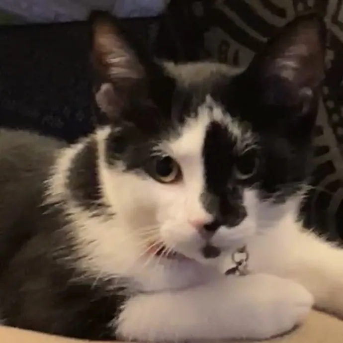 Gentle Attentive Cat Care