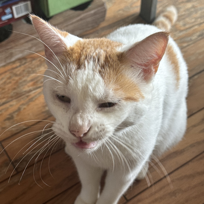 Gentle Attentive Cat Care
