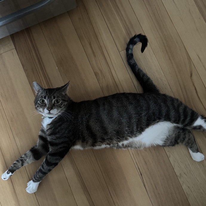 Gentle Attentive Cat Care