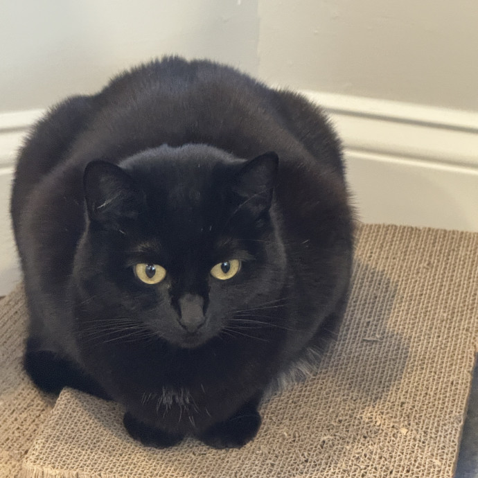 Gentle Attentive Cat Care