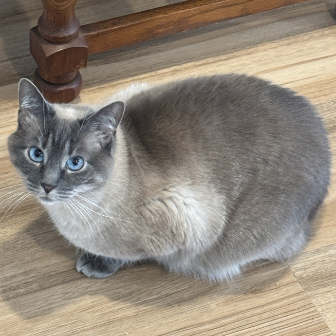 Gentle Attentive Cat Care