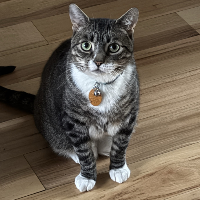 Gentle Attentive Cat Care