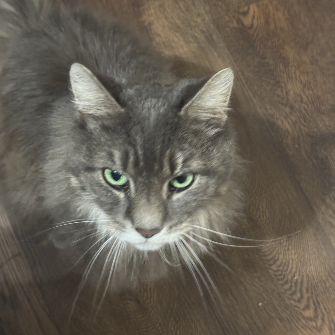 Gentle Attentive Cat Care