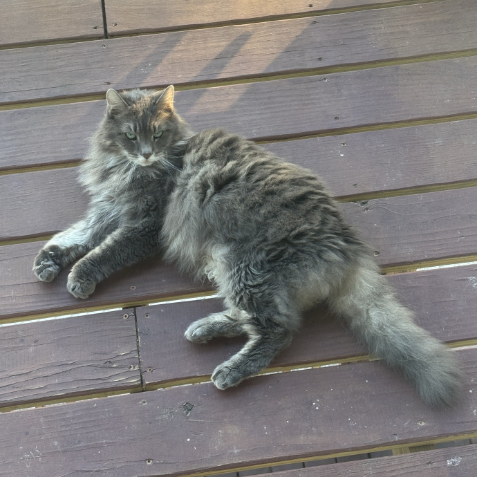 Gentle Attentive Cat Care