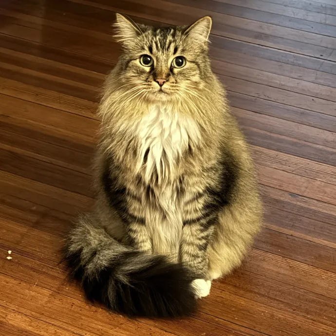 Gentle Attentive Cat Care photo 2