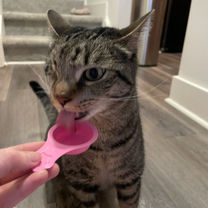 Auntie Laura's Loving Cat Care