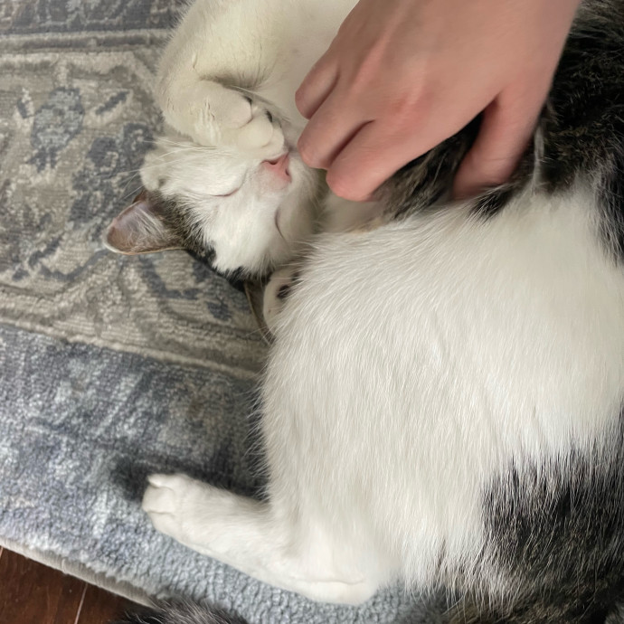 Auntie Laura's Loving Cat Care