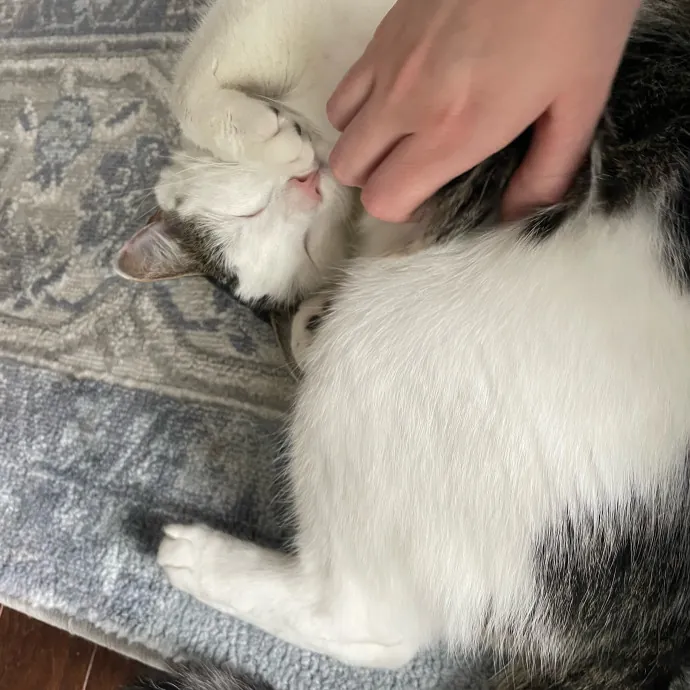Auntie Laura's Loving Cat Care