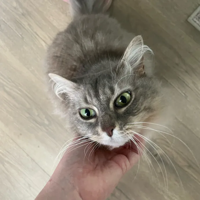 Auntie Laura's Loving Cat Care