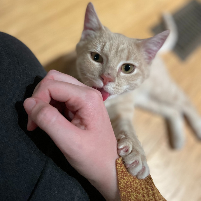 Auntie Laura's Loving Cat Care